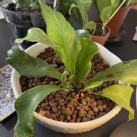 ポトス,コーヒーの木,アスプレニウム,多肉植物,観葉植物の画像