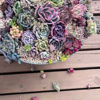 オーロラ,多肉植物 寄せ植え,多肉植物 寄せ植え,多肉植物いろいろ,もりもり多肉丼の画像