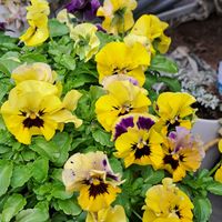 ジンチョウゲ,2月11日,ｼﾞﾝﾁｮｳｹﾞ,ﾋﾞｵﾗﾊﾟﾝｼﾞｰ,小林花卉.の画像