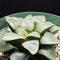ハオルチア,月光,ハオルチア属・ハオルシア属,多肉植物,ハオルチア属の画像