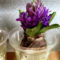 ヒヤシンス,ガーデニング,お花,水栽培の画像