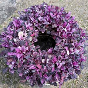 葉牡丹,寄せ植え,種から,ハンギングバスケット,葉牡丹リースの画像