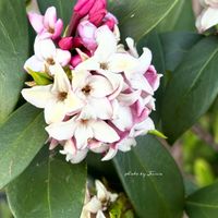 ジンチョウゲ（沈丁花）,夫が育ててくれたブロッコリー,畳み表の取り替え,畳み表の取り替え,今日のお花の画像