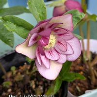 クリスマスローズ,ガーデニング,花のある暮らし, クリスマスローズ, クリスマスローズの画像