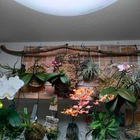 チランジア,胡蝶蘭,胡蝶蘭,胡蝶蘭,ディネマ ポリブルボンの画像