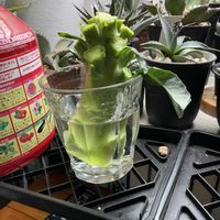 家庭菜園の画像