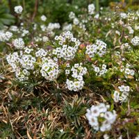 スイートアリッサム の画像