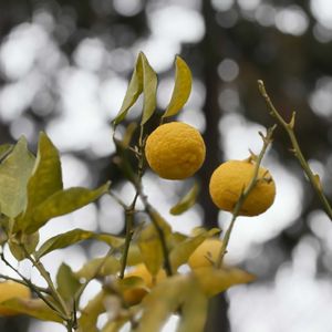 柚子,散歩の画像