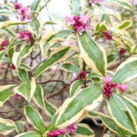 コチョウラン,シクラメン,シクラメン,ジンチョウゲ,バンダの画像