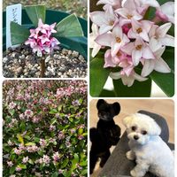 ジンチョウゲ,ジンチョウゲ,沈丁花,山野草,挿し木の画像