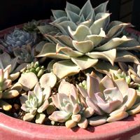 グリーンネックレス,多肉植物の寄植え,多肉植物いろいろ,センペルビウム,多肉植物の画像