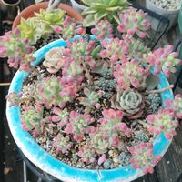 乙女心,パープルヘイズ,大型姫星美人,多肉植物いろいろ,多肉植物の画像