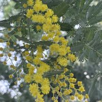 ウメ,ポインセチア,ミモザ,ビオラ　おかめももか,ミニ盆栽の画像