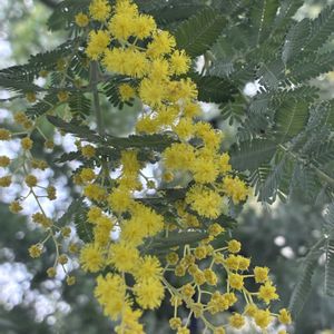 ウメ,ポインセチア,ミモザ,ビオラ　おかめももか,ミニ盆栽の画像