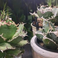 アガベ,アガベ チタノタ,アガベ チタノタ 白鯨,アガベ・チタノタ フィリグリー,アガベ チタノタ SADの画像