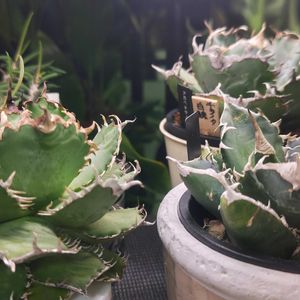 アガベ,アガベ チタノタ,アガベ チタノタ 白鯨,アガベ・チタノタ フィリグリー,アガベ チタノタ SADの画像