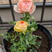 ラナンキュラス,ラナンキュラス,ガーデニング,花のある暮らし,おうち園芸の画像