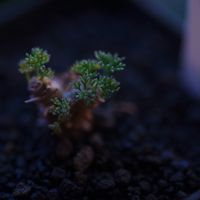 ハオルチア,多肉植物,観葉植物,塊根植物,サボテン科の画像