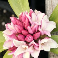 アジサイ,アセビ,イベリス,ジンチョウゲ,ゼラニウムの画像