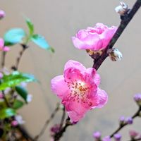 モモ,リビング・ダイニングの画像