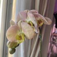 コチョウラン,胡蝶蘭,フンキアナ,フンキアナ,フペルジアの画像