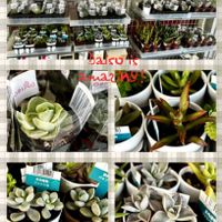 朧月,アドルフィーコッパー,だるま秀麗,月花美人,ラブリーローズの画像