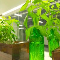 ペパーミントの画像