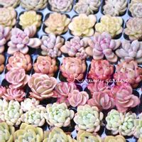 多肉,エケベリア,多肉植物 寄せ植え,箱庭 多肉植物,多肉植物のある暮らしの画像