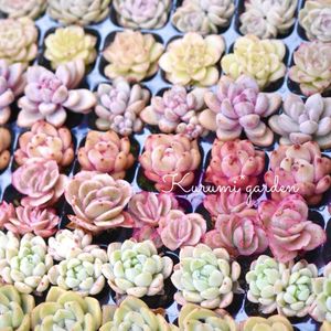 多肉,エケベリア,多肉植物 寄せ植え,箱庭 多肉植物,多肉植物のある暮らしの画像