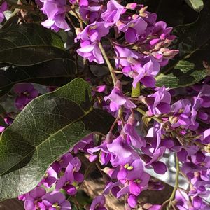 カーネーション,ハーデンベルギア,バラ,ハーデンベルギア(白)の画像