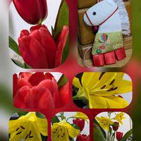 キク,ピラカンサ,ビオラ,プリムラ　ジュリアン,「厚葉君が代蘭」の画像