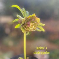 クリスマスローズ,ナチュラルガーデン,ジャンクガーデン,シェードガーデン,ナチュラルスタイルの画像