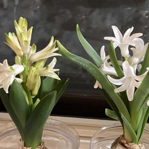 ヒヤシンス,ヒヤシンス,胡蝶蘭,胡蝶蘭,ミディ胡蝶蘭の画像