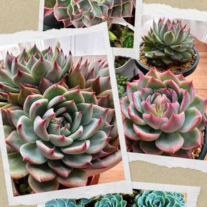 七福神,桃太郎,多肉植物,可愛い,元気！の画像