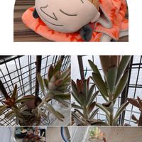 黒法師,黒うさぎ,トレレアシー,多肉植物,ベランダ多肉の画像