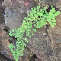 アジアンタム,ｱｼﾞｱﾝﾀﾑ,キイジョウロウ   ホトトギス,アジアンタム(´；ω；｀),仲良しリレー( 〃▽〃)の画像