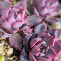 多肉植物の画像