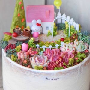 多肉,多肉,エケベリア,エケベリア,多肉植物 寄せ植えの画像