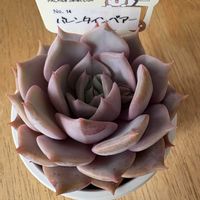 多肉植物,パルクさん苗,バレンタインベアーの画像