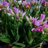 ヘリクリサム,花のある暮らし,育てる喜び,廃棄品,いつもありがとう(*^。^*)✌️の画像