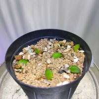 マッソニア ロンギぺス,多肉植物,実生,球根植物,成長記録の画像