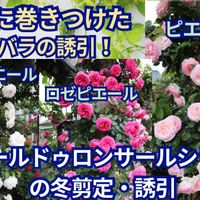 クリスマスローズ,ガーデニング,薔薇♪,オープンガーデン,ばら バラ 薔薇の画像