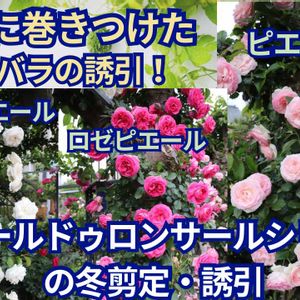 クリスマスローズ,ガーデニング,薔薇♪,オープンガーデン,ばら バラ 薔薇の画像