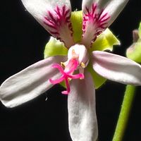 ペラルゴニウム カルノーサム,多肉植物,南アフリカ原産,塊茎植物,ペラルゴ沼の画像