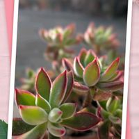 ハムシー,鉢植え,可愛い〜♡,花のある暮らし,おうち園芸の画像