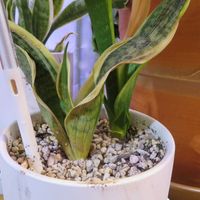 サンスベリア,サンスベリア・コンパクタ,観葉植物,寒い,冬対策の画像