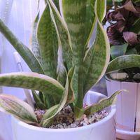 サンスベリア・コンパクタ,観葉植物,インテリアグリーン,珍奇植物,寒いの画像