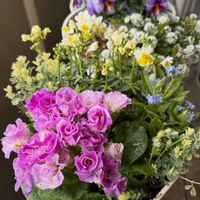 ガーデニング,花のある暮らし,おうち園芸,元気に育ててますよ,テラスの画像