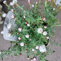 花かんざし,ベランダの画像