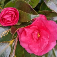 ツバキ,寒椿,パグ,癒し,ありがとう♡の画像